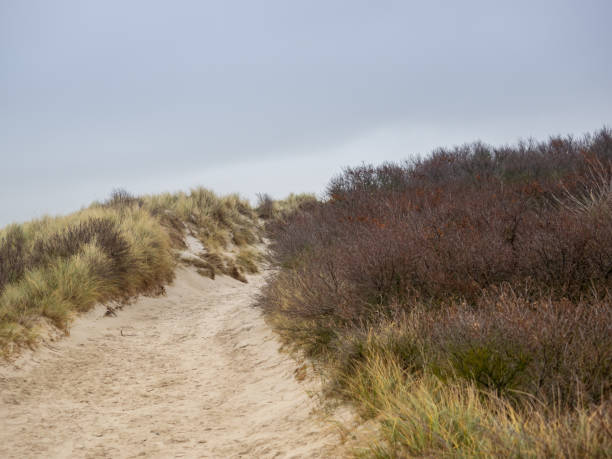 istock Dune landscape on the island Helgoland 1135794639