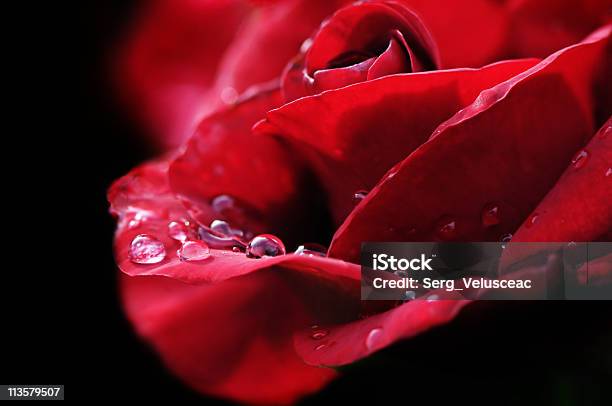 Rosa Rossa - Fotografie stock e altre immagini di Acqua - Acqua, Bagnato, Bellezza naturale