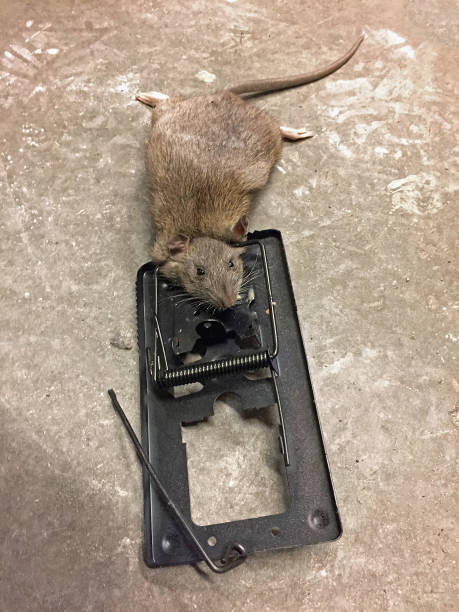 Brown Rat Caught In A Metal Trap Stock Photo - Download Image Now - iStock