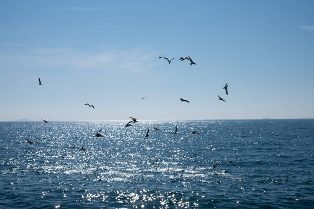 istock Seagulls flying over the blue see 1135796110