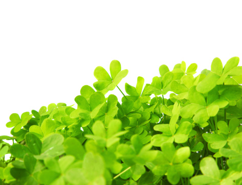 Green clover holiday border, st.Patrick's day decoration isolated on white background with text space