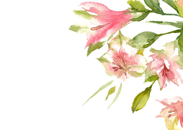 ilustrações, clipart, desenhos animados e ícones de alstroemeria no fundo branco. vista superior do lírio peruano cor-de-rosa. ilustração do cartão de cumprimentos. aquarela. - alstromeria