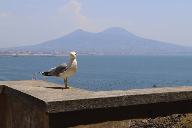 istock A seagull on the balcony of Castel dell'Ovo 1135797901