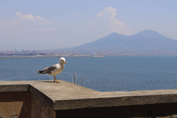 istock A seagull on front of Vesuvius 1135797911