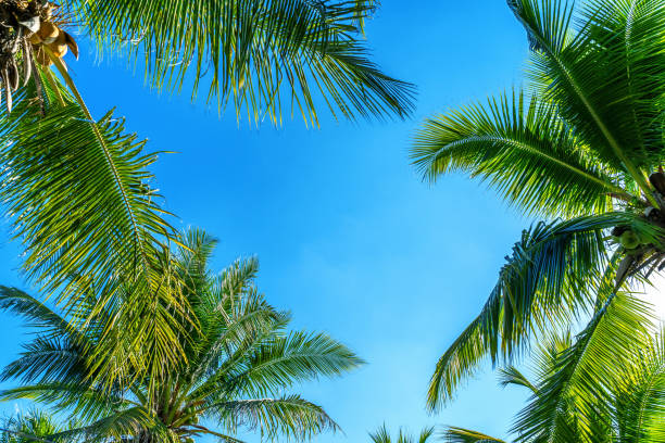 istock Coconut Palm trees. Tropical background. 1135798292
