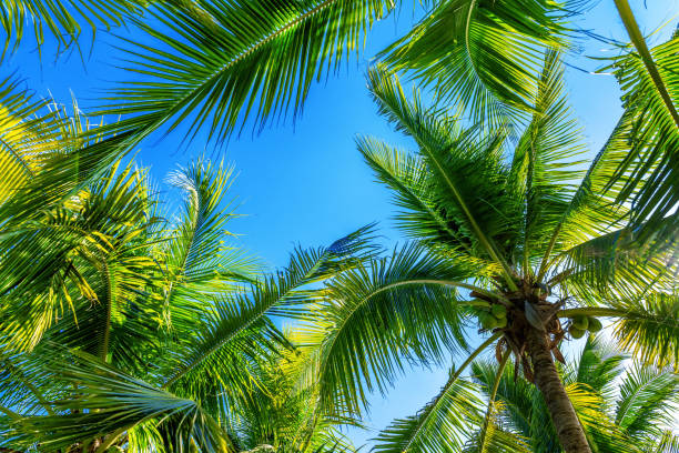 istock Coconut Palm trees. Tropical background. 1135798293