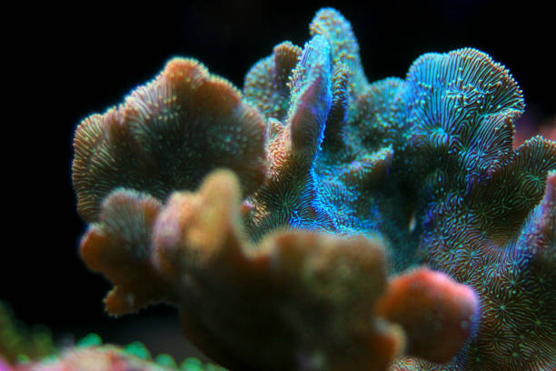 istock Pavona Coral SPS - Pavona decussatus 1135799251