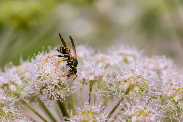 The wasp collects nectar on the bud of the blooming cow-parsnip
