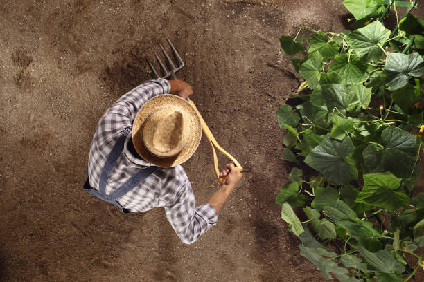 man farmer working with pitchfork in vegetable garden, dig the soil near a cucumber plant, top view and copy space template man farmer working with pitchfork in vegetable garden, dig the soil near a cucumber plant, top view and copy space template overcasting stock pictures, royalty-free photos & images