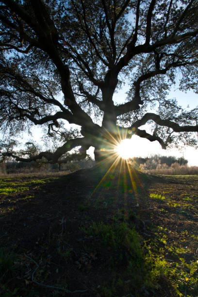Norfolk Virginia Chesapeake love oak tree flowers silhouette sunset field