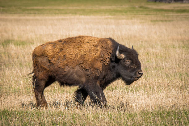 istock Bison in Grand teton National Park 1135803988