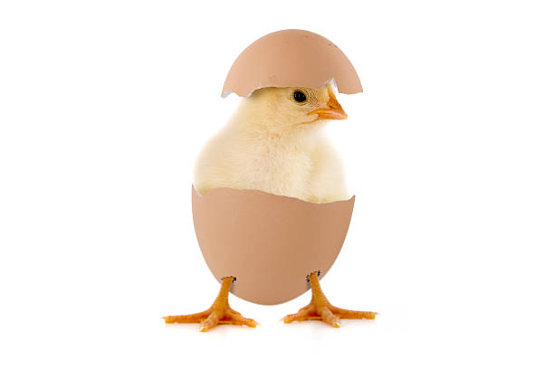 Happy easter funny little chick young bird stock pictures, royalty-free photos & images