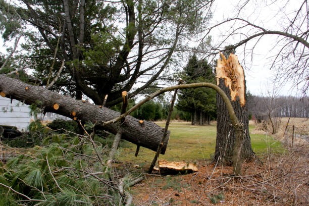 istock Tree broke and downed from a summer storm 1135804683