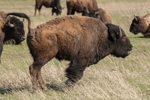 istock Bison in Grand teton National Park 1135807050