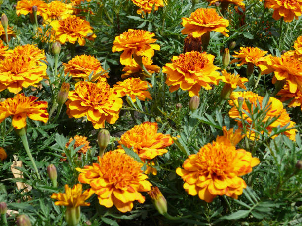 istock yellow flowers on flowerbed 1135807161