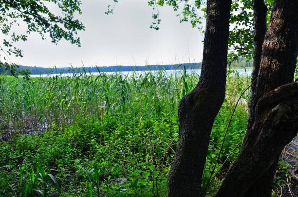 fragment rogu przyrody na obrzeżach tallina, estonia. - indescribable zdjęcia i obrazy z banku zdjęć