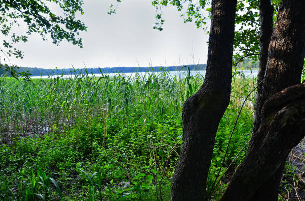 fragment of a nature corner of the outskirts of tallinn, estonia. - indescribable imagens e fotografias de stock