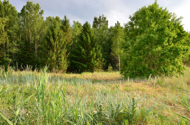 fragment rogu przyrody na obrzeżach tallina, estonia. - indescribable zdjęcia i obrazy z banku zdjęć