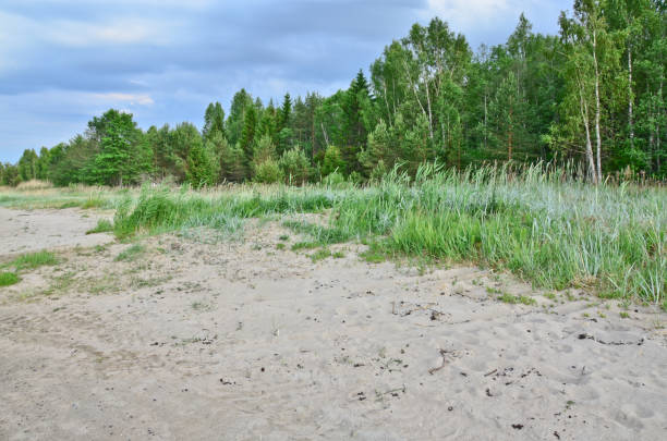 fragment of a nature corner of the outskirts of tallinn, estonia. - indescribable imagens e fotografias de stock