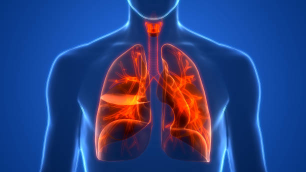 istock Human Respiratory System Lungs Anatomy 1135808115