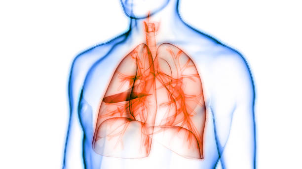 istock Human Respiratory System Lungs Anatomy 1135808146