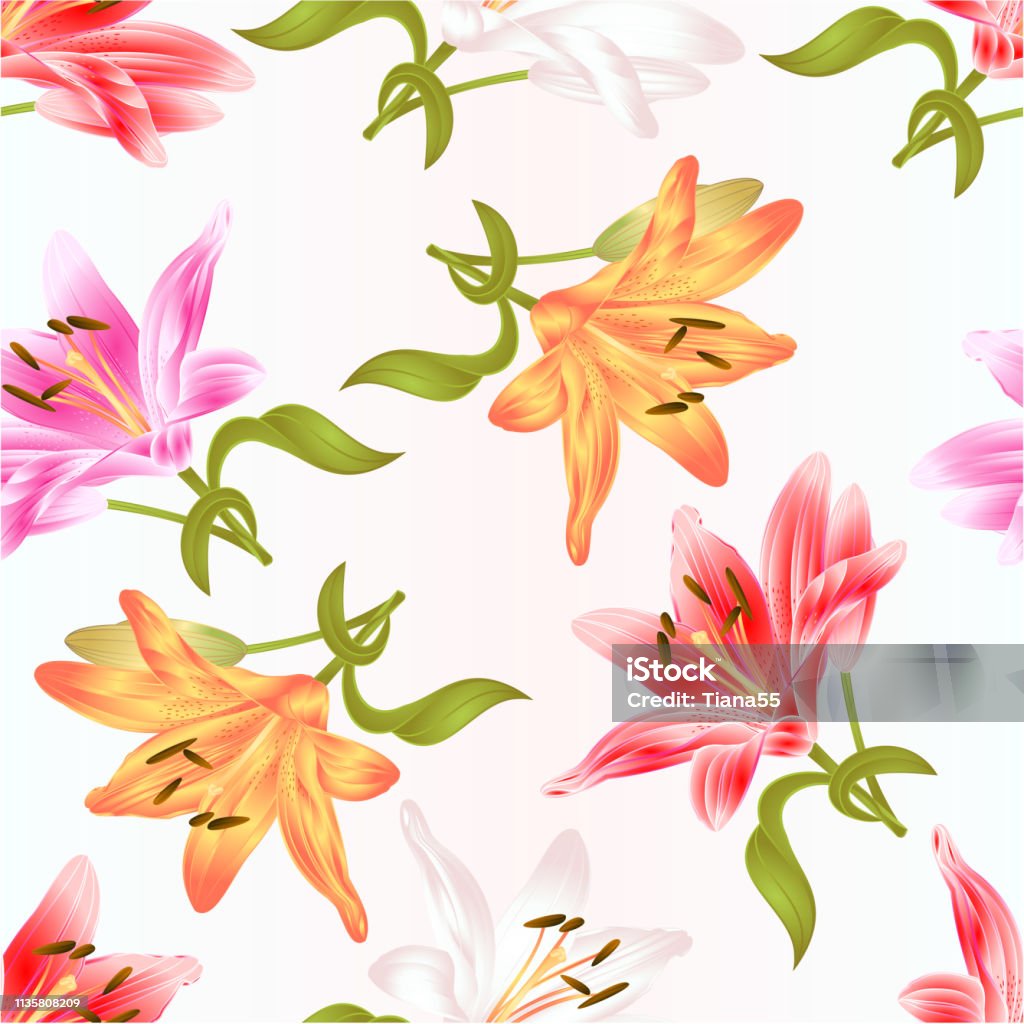 Ilustración de Raíz De Textura Sin Fisuras Lily Flor Blanco Rosa Amarillo Rojo Lilium Candidum En Un Fondo Blanco Vintage Vector Ilustración Editable y más Vectores Libres de Derechos de Amarillo - Ilustración de Raíz De Textura Sin Fisuras Lily Flor Blanco Rosa Amarillo Rojo Lilium Candidum En Un Fondo Blanco Vintage Vector Ilustración Editable y más Vectores Libres de Derechos de Amarillo -