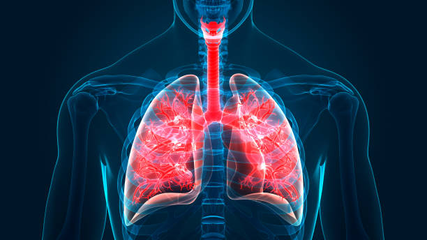 istock Human Respiratory System Lungs Anatomy 1135808381