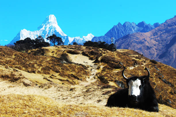 istock A beautiful mountain standing tall behind a meadow. A Himalayan yak sun-bathes in front. 1135808405