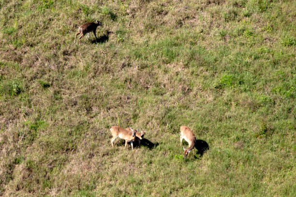 istock Aerial view of whitetail deer 1135809685
