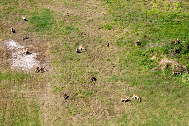 istock Aerial view of whitetail deer 1135810331