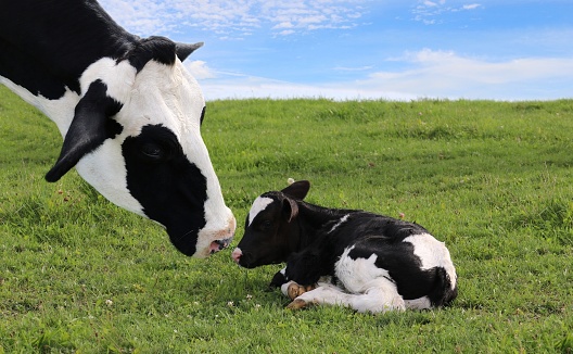 Close-up of mother Holstein cow's face watching over her tiny newborn calf laying in the meadow on a beautiful summer day