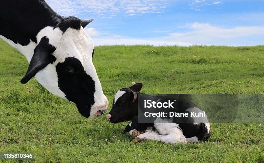 istock Face of black and white cow bonding with her new baby 1135810346