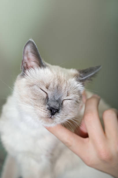 istock A man is scratching his face bright kitten 1135810474