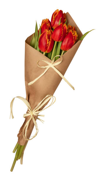 istock Boquet of red tulips. Isolated 1135811057