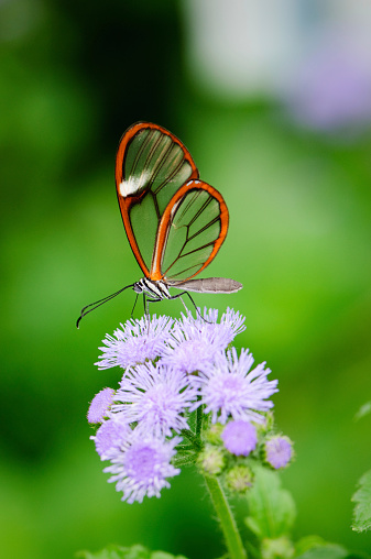 Beautiful butterfly on a pink flower with beautiful background bur (bokeh)