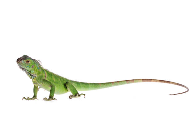 istock Baby Green Iguana on isolated white background 1135813291