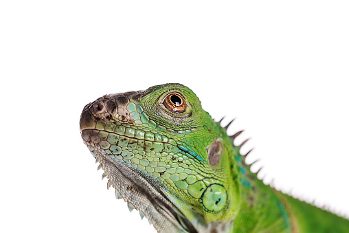 Baby Green Iguana on isolated white background