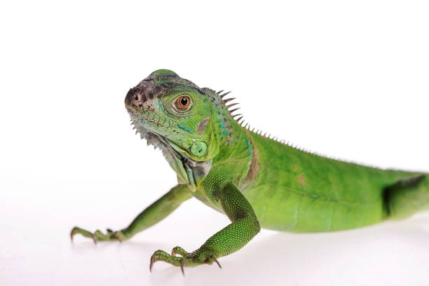istock Baby Green Iguana on isolated white background 1135813294