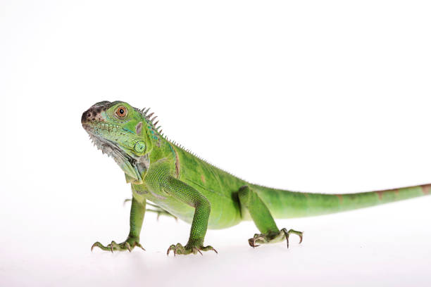 istock Baby Green Iguana on isolated white background 1135813296