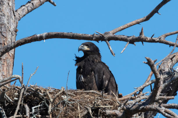 istock Immature Bald eagle in the nest 1135814808