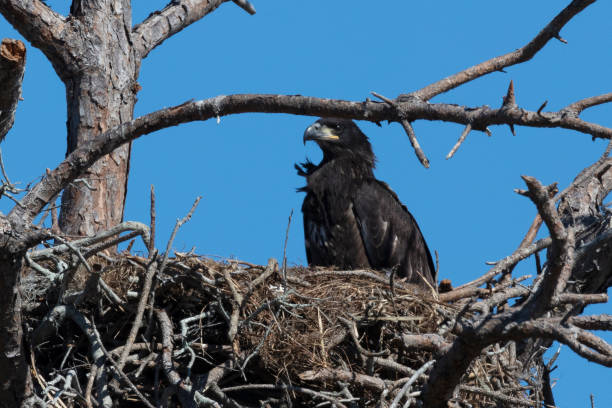 istock Immature Bald eagle in the nest 1135814875