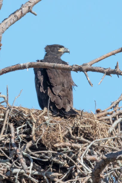 istock Immature Bald eagle in the nest 1135815068