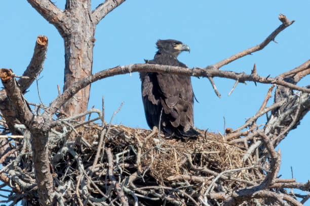 istock Immature Bald eagle in the nest 1135815137