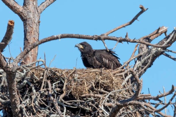 istock Immature Bald eagle in the nest 1135815233