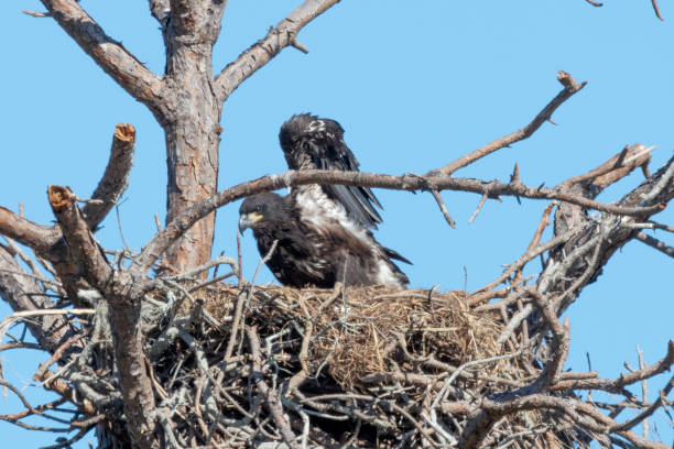 istock Immature Bald eagle in the nest 1135815364
