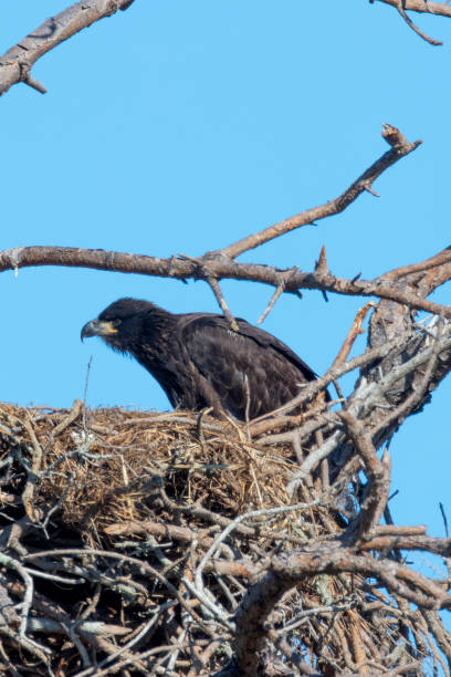 istock Immature Bald eagle in the nest 1135815442