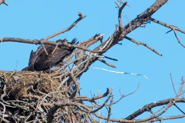 istock Immature Bald eagle in the nest 1135816032