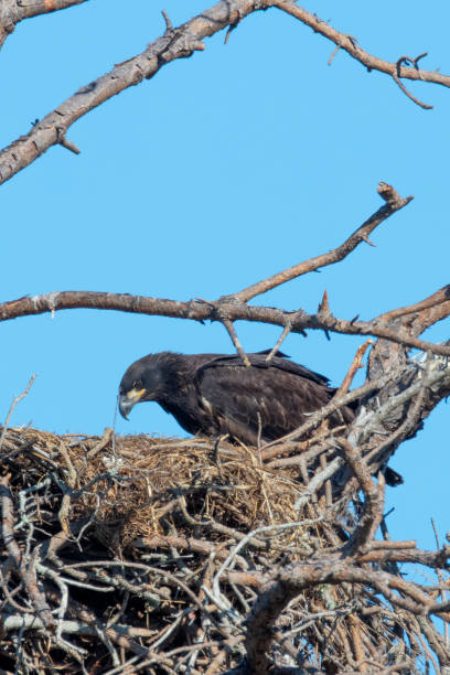 istock Immature Bald eagle in the nest 1135816133
