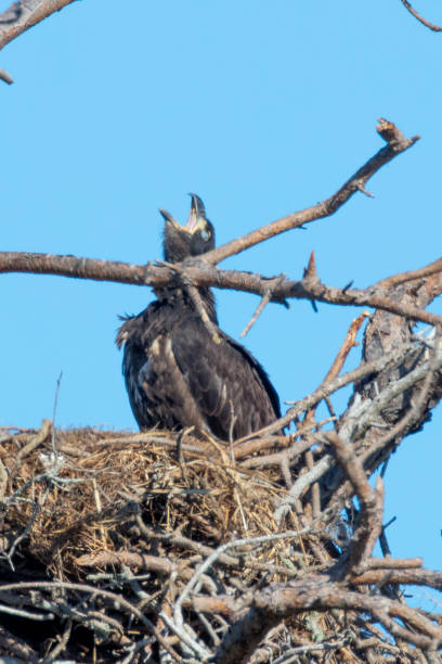 istock Immature Bald eagle in the nest 1135816181