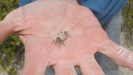 Holding a copepod carapace